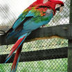 Red-and-green Macaw